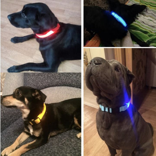 LedCollar™ - Collier à LED rechargeable pour chien - Mon Précieux Fidèle